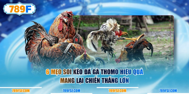 6 mẹo soi kèo đá gà Thomo hiệu quả mang lại chiến thắng lớn