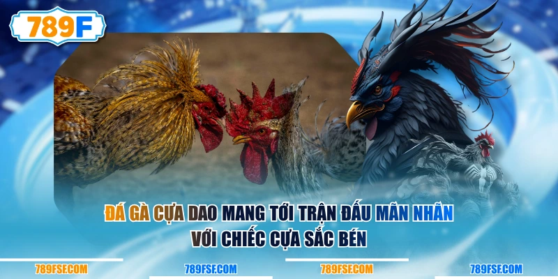 Đá gà cựa dao mang tới trận đấu mãn nhãn với chiếc cựa sắc bén