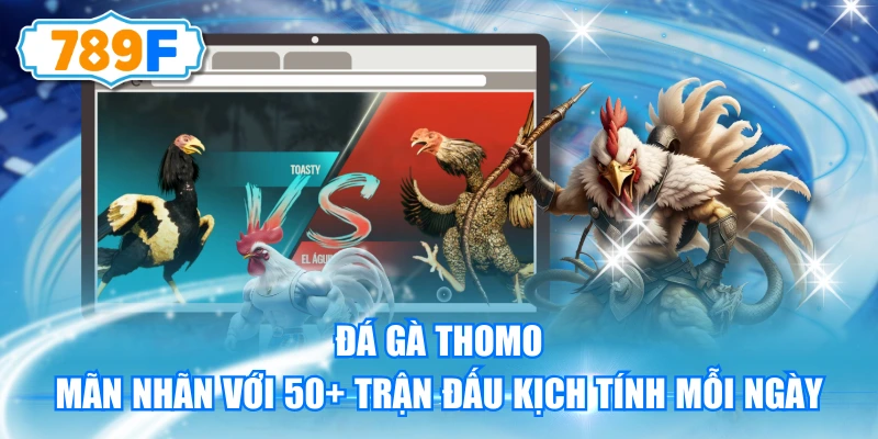 Đá Gà Thomo - Mãn Nhãn Với 50+ Trận Đấu Kịch Tính Mỗi Ngày
